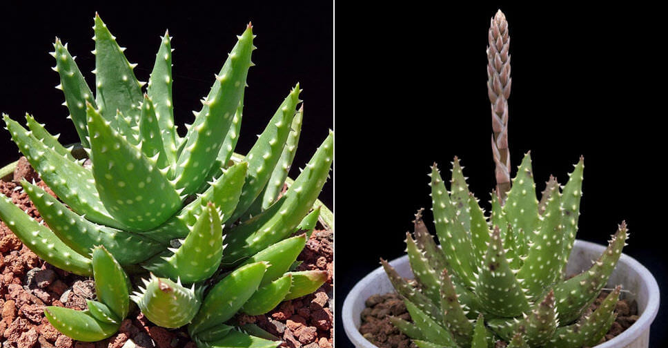 نژاد آلوئه ورا Aloe Crosby’s Prolific